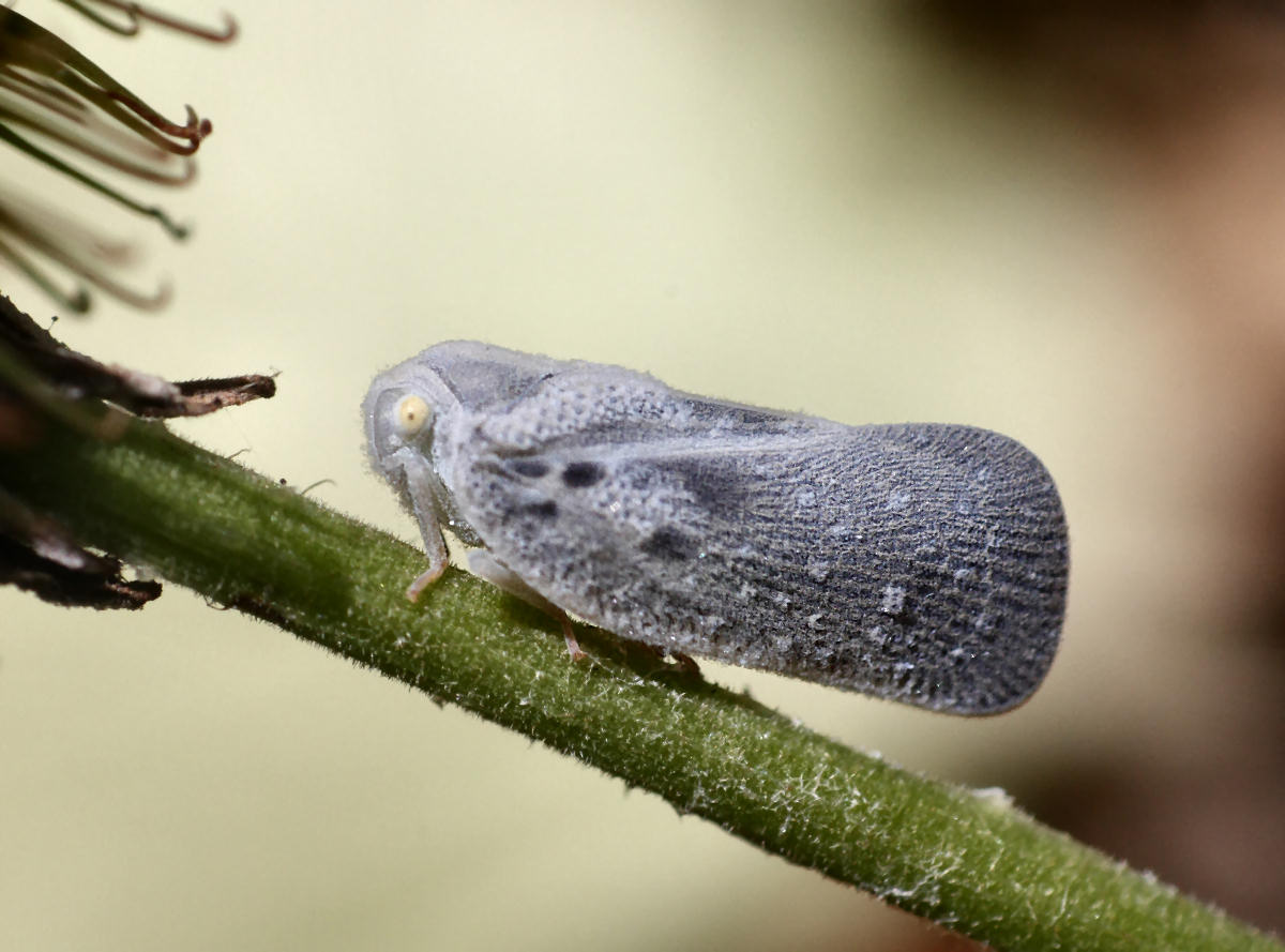  un lepidottero ?? No, Metcalfa pruinosa